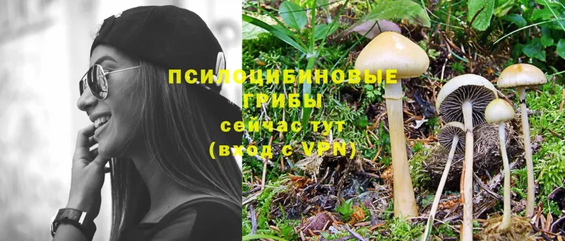 Псилоцибиновые грибы Cubensis  где можно купить   Андреаполь 